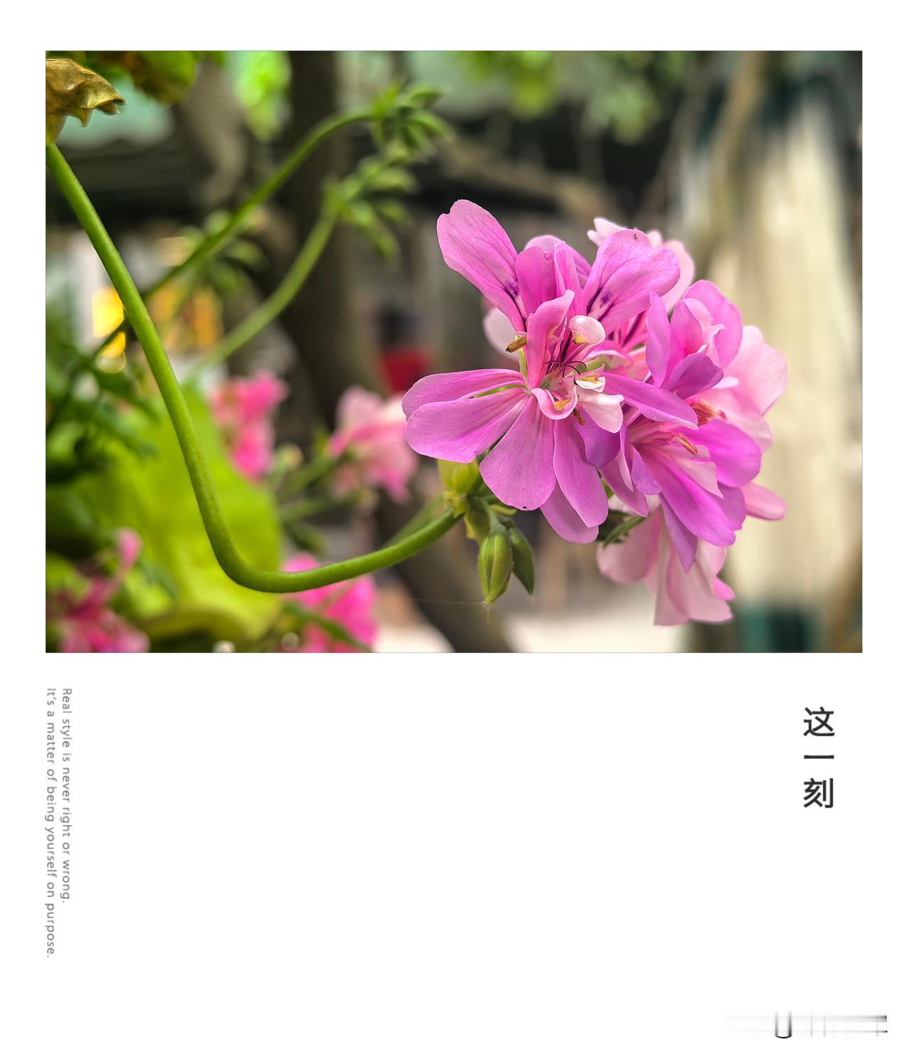 昨天去一家农家乐参加团建，在院子里随手拍了一朵花，不认识这是什么花，不过感觉挺好