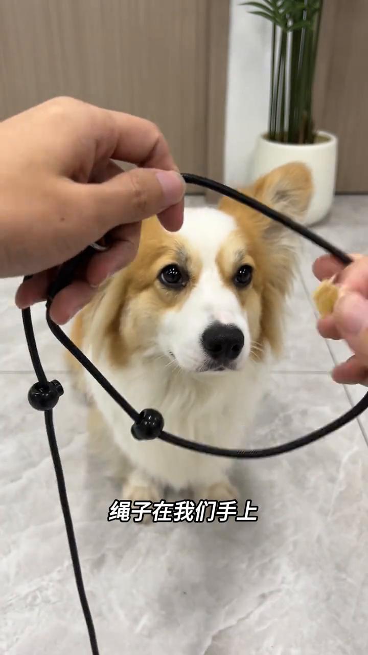 训练的时候因为会用绳子去教育它，所以很多的小狗会对绳子产生抗拒。怎么去解决？
·