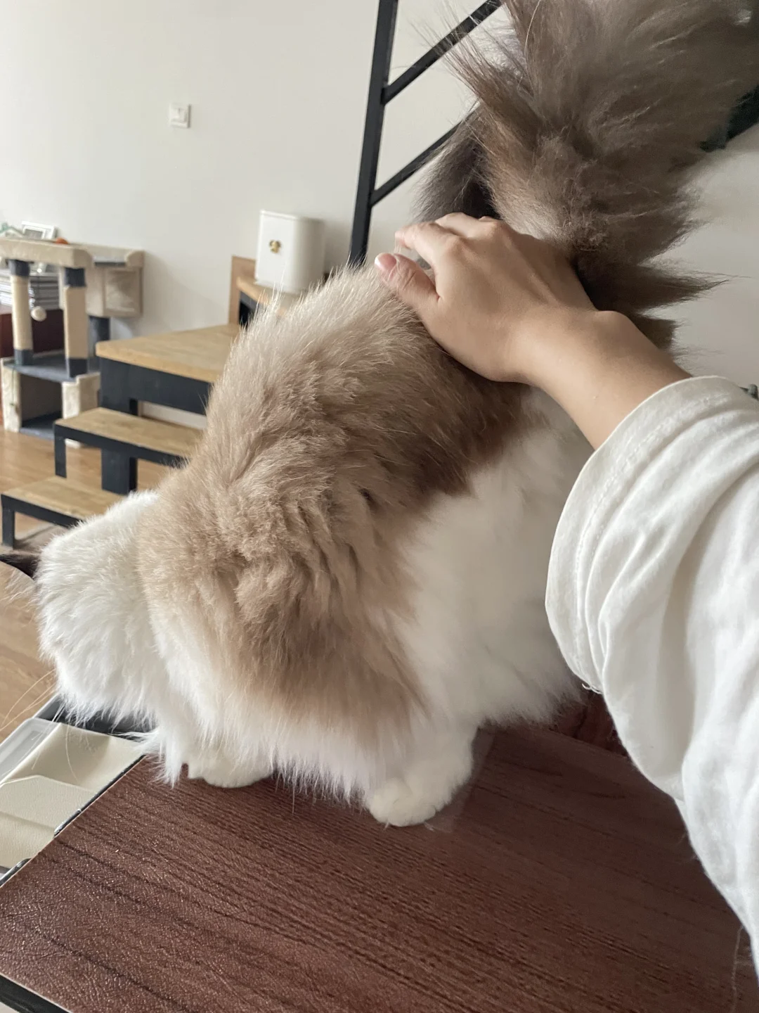 小pp翘的也太高了吧！