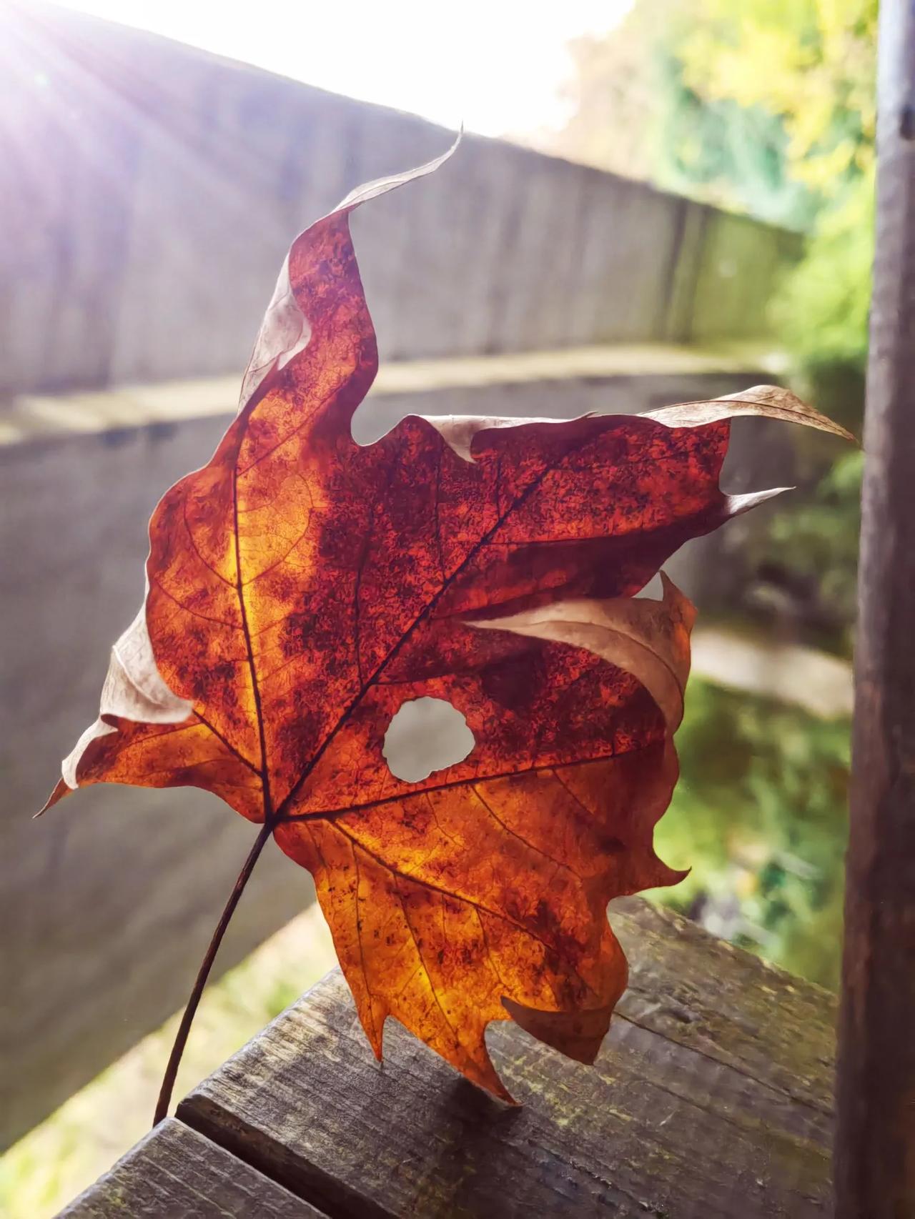 秋风瑟瑟叶残缺，
脉络纵横似旧牒。
半卷枯黄凝冷露，
独留凄美映霜月。