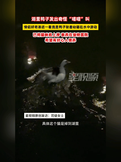 活久见！珠海湖里鸭子竟学猫叫？凑近一看当场泪目！
 
5月17号，广东珠海一对情