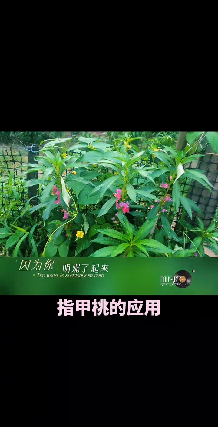 指甲桃的应用。
因为你明媚了起来，这世界突然好可爱。平凡的风景有了色彩，无聊的琐