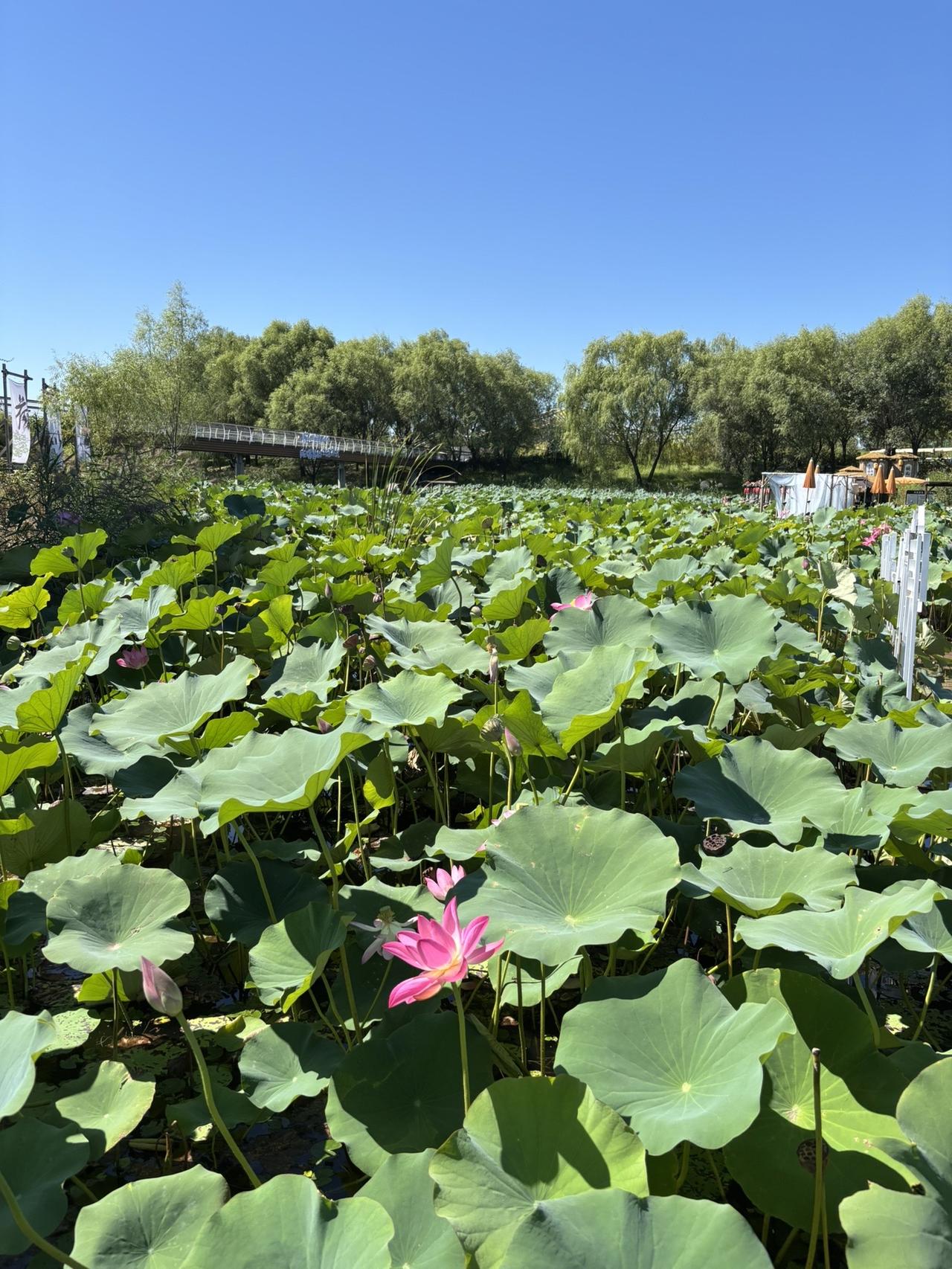 北京温榆河公园  我的足迹地图诗情画意的公园荷塘美景