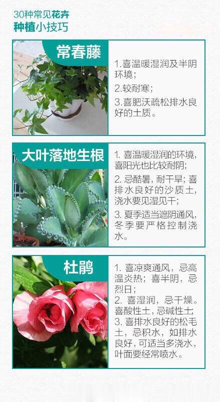 30种常见植物的养护方法，三句话教你养好它们，送给喜欢养花的亲们！ ​​​