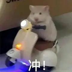 排球  2026-2027赛季女排球员海外留洋名单朱婷 科内利亚诺（意大利A1联