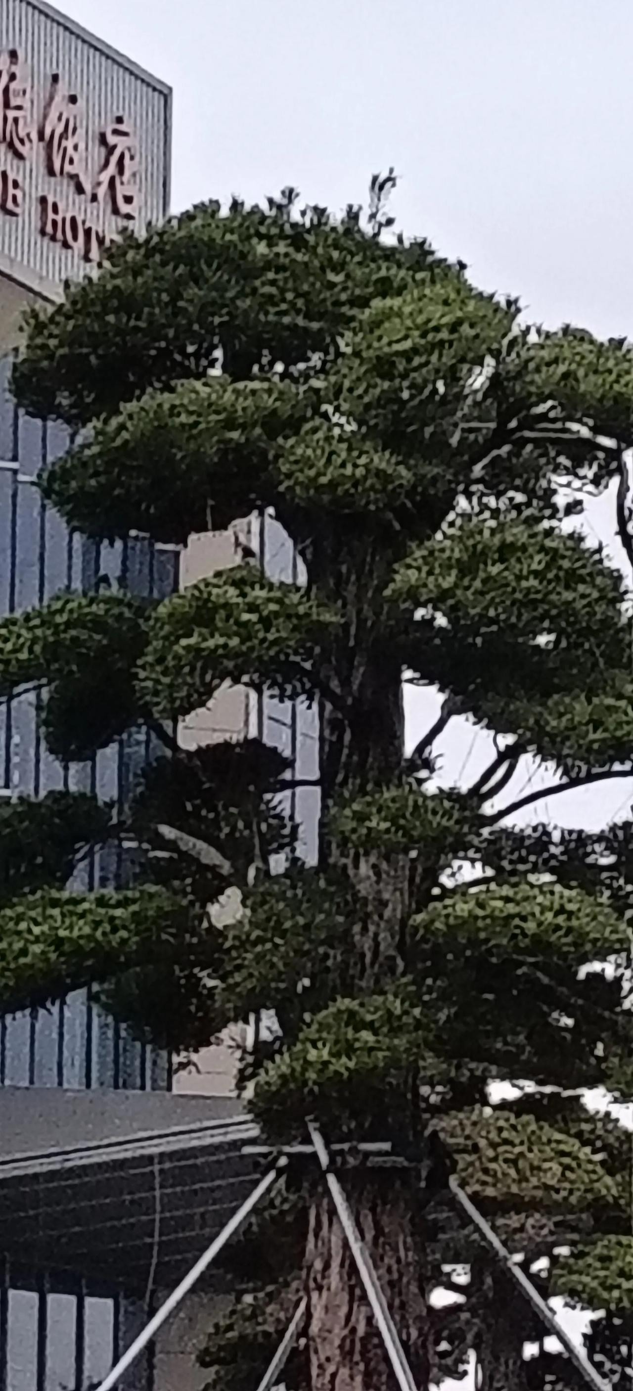 你听说过成吉思汗和老鹰的故事吗?
成吉思汗射落的不是老鹰，是他最忠诚的“警钟”。