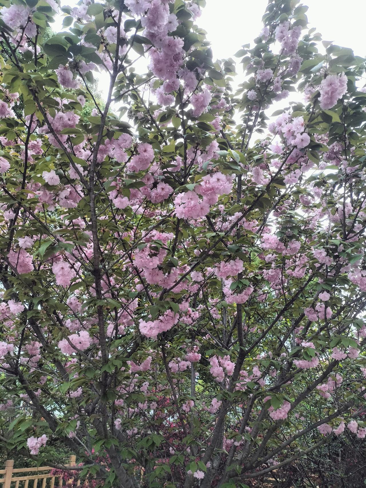 深春脚步渐浓，樱花开了盛开着的樱花 樱绽来赏花