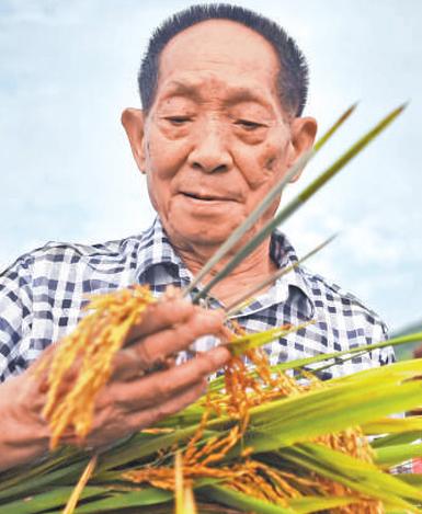应该立即死刑！”央视新闻在2024年4月14日曝光了一起惊天大案：我国杂交水稻之