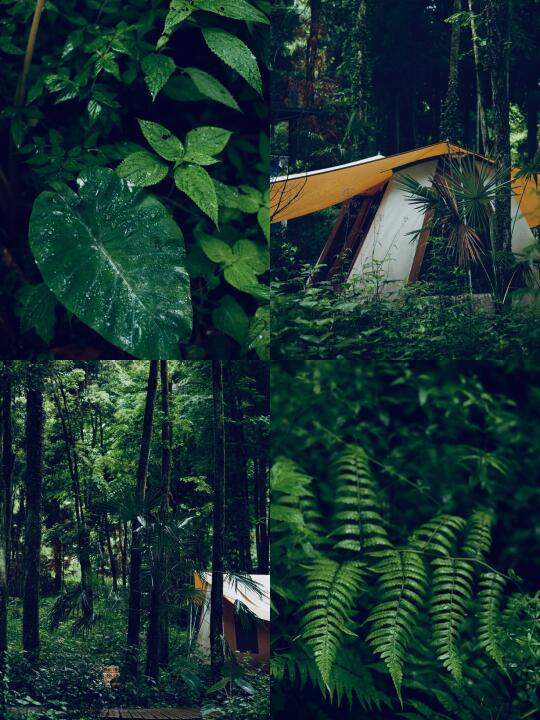 雨再大，也冲不淡这里的生机🍃