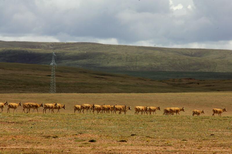 《生命树》里的白菊等角色实在是太令人着迷了！杨紫所饰演的巡山女警白菊，在可可西里