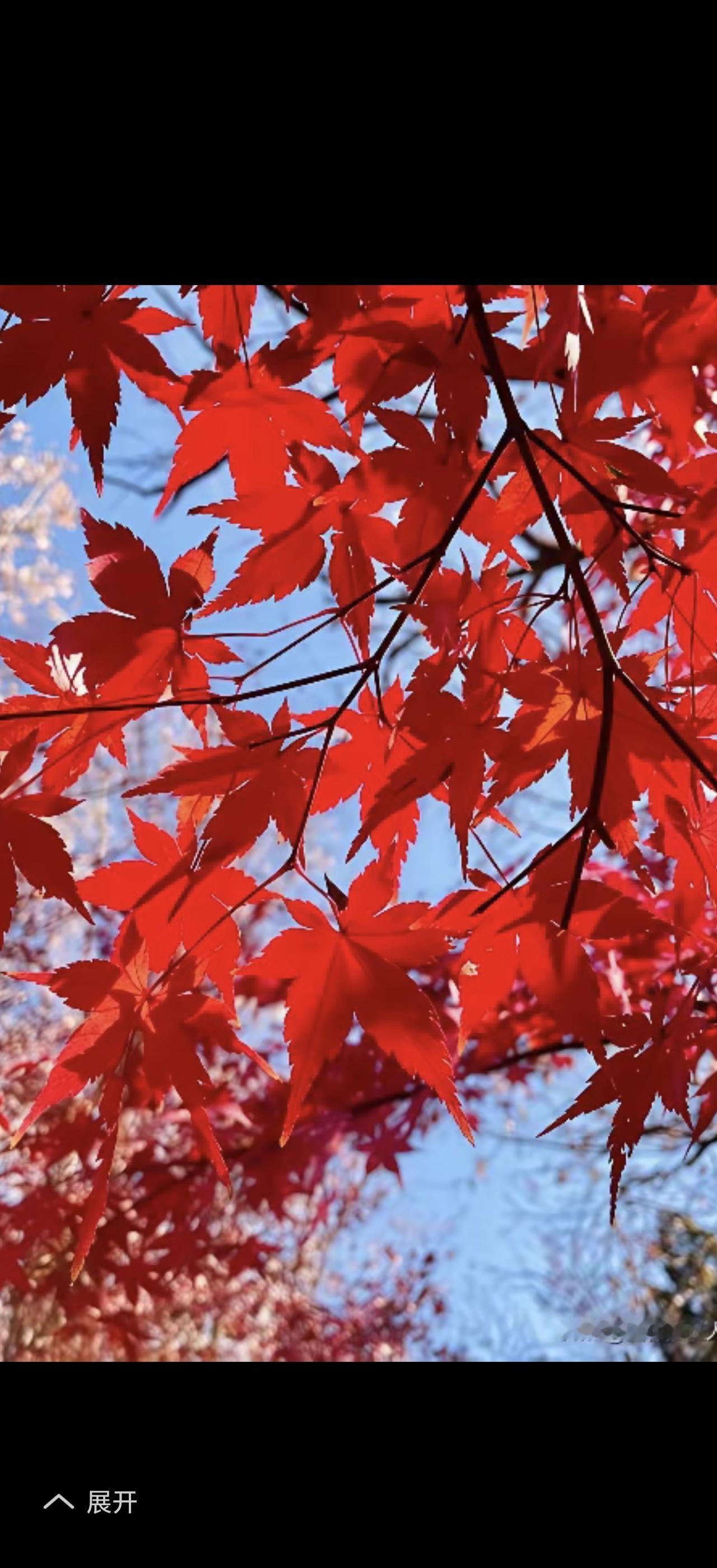秋意浓浓，总能勾起许多人的情思。就像那守在走廊长凳上的老人，自孩子去年离家后，便