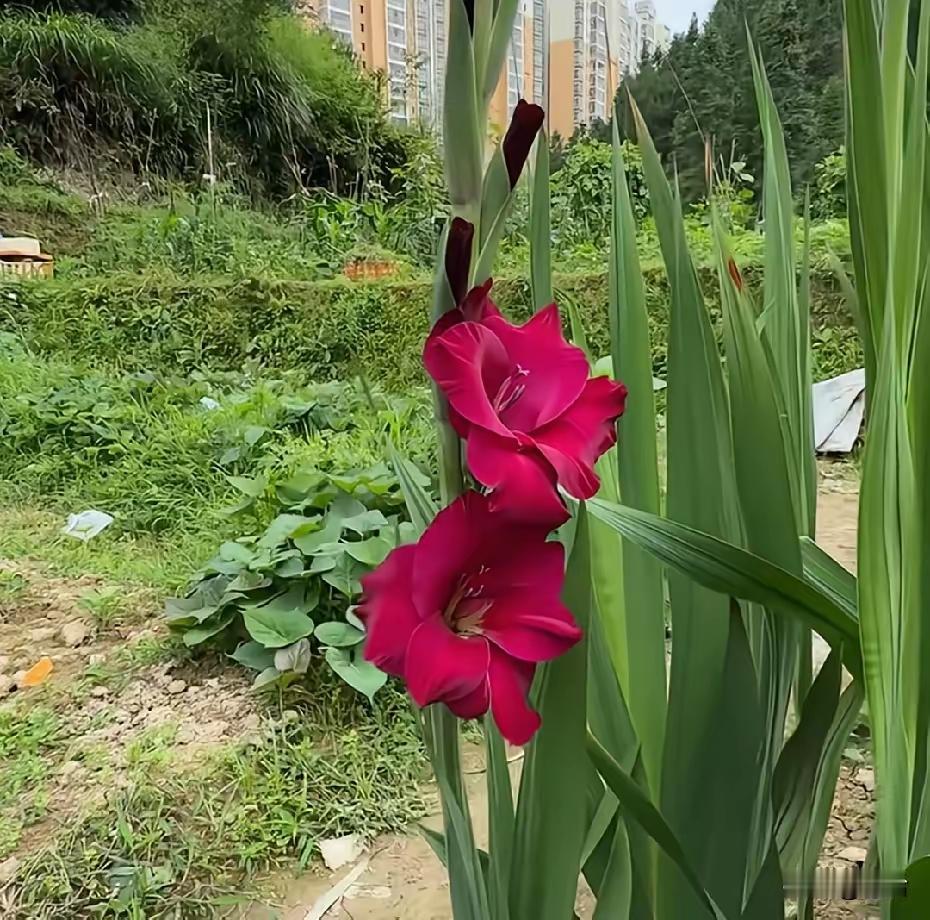 被亲生母亲拿农药逼出钱给弟弟买房，换作谁心里都会凉透。

很多人总觉得亲情该无条