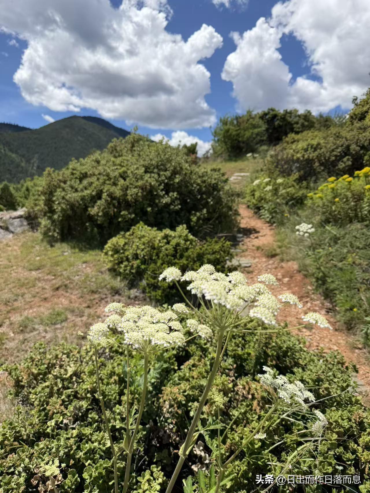 好看的花花草草
高山花海
景色宜人
美丽无边
手机镜头里的花 花卉美照
