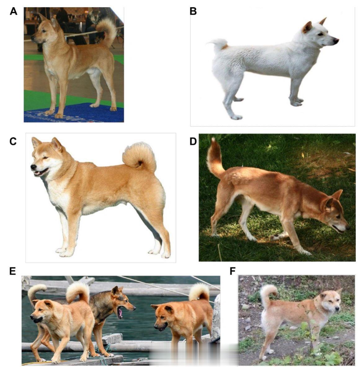 原来日韩狗的祖先是中国土狗，分子生物学研究逐渐进入原始犬种领域，近日韩国一个研究