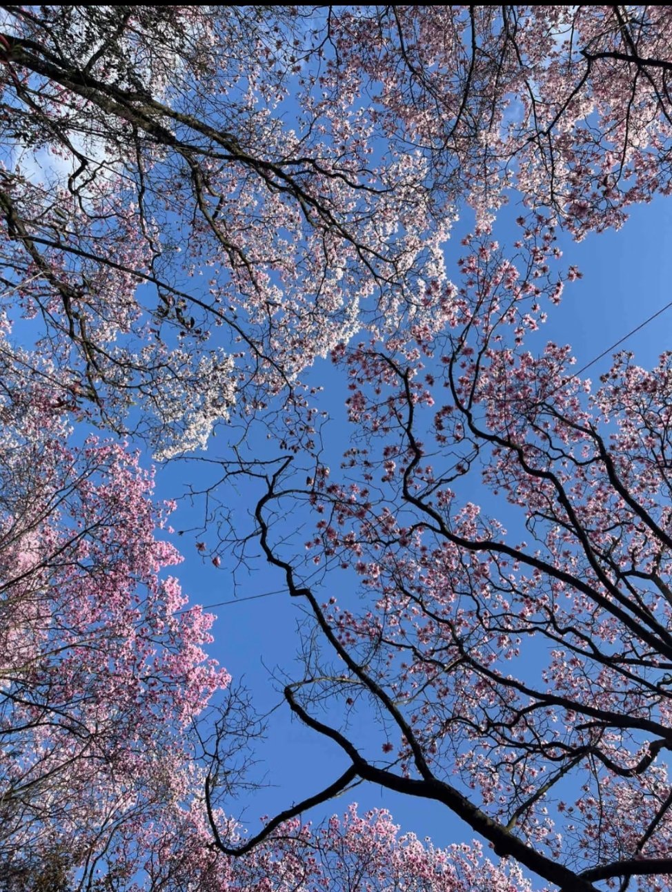 抬头遇春｜被一朵花治愈的瞬间！站在花前，突然明白了什么是生命的奇迹，原来抬头，真