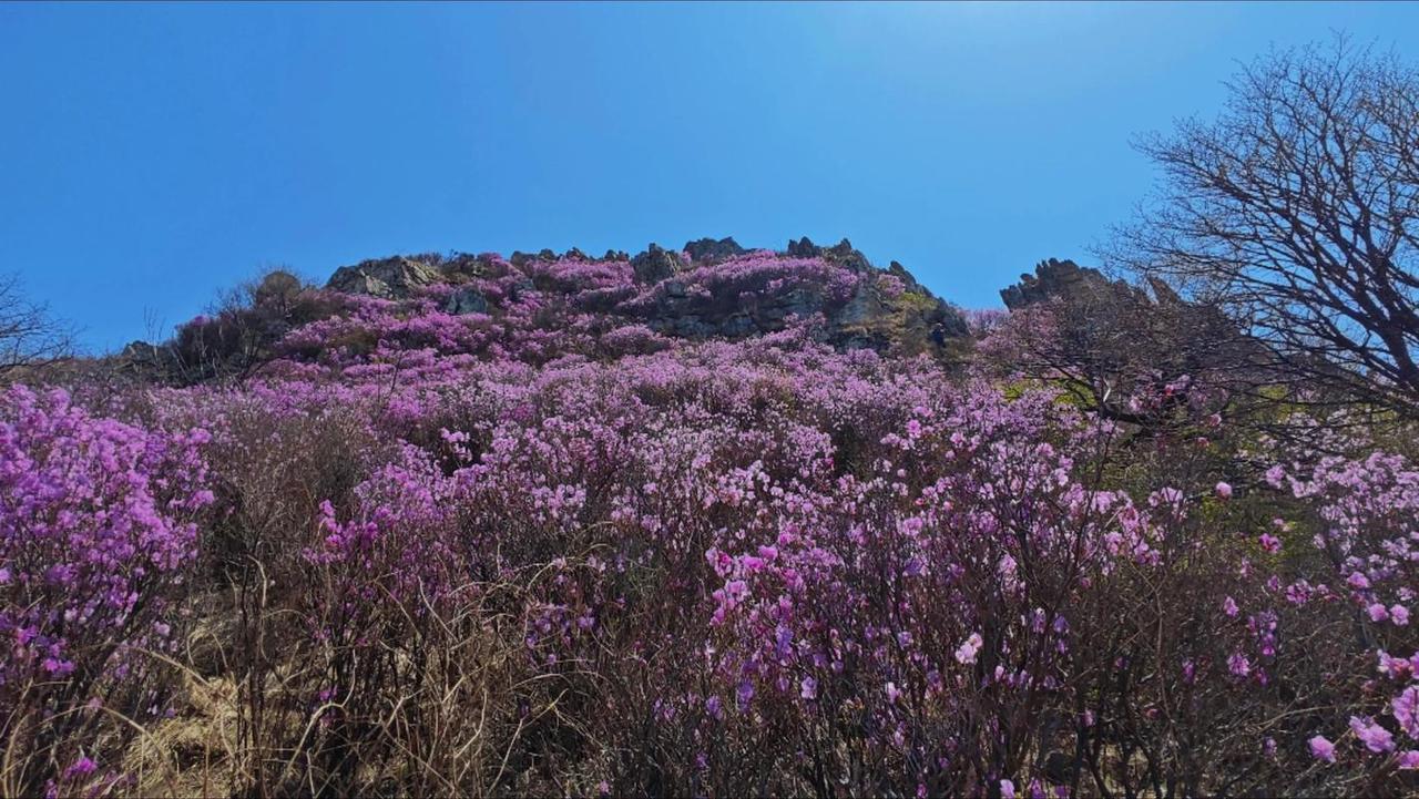 大黑山的杜鹃花是大连春天最盛大的自然邀约！根据最新的景区官方消息，2026年大黑