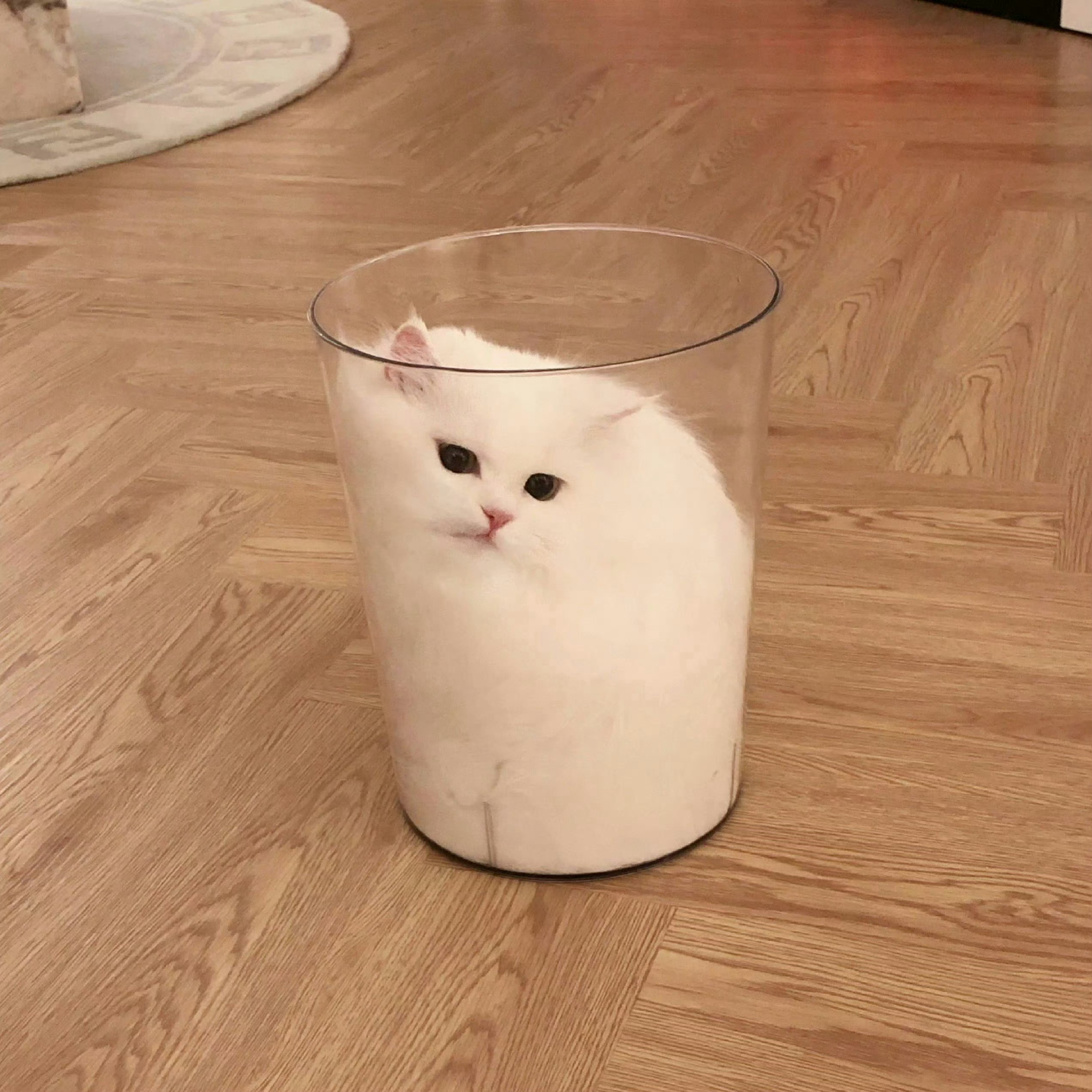 来一杯喵奶milk 