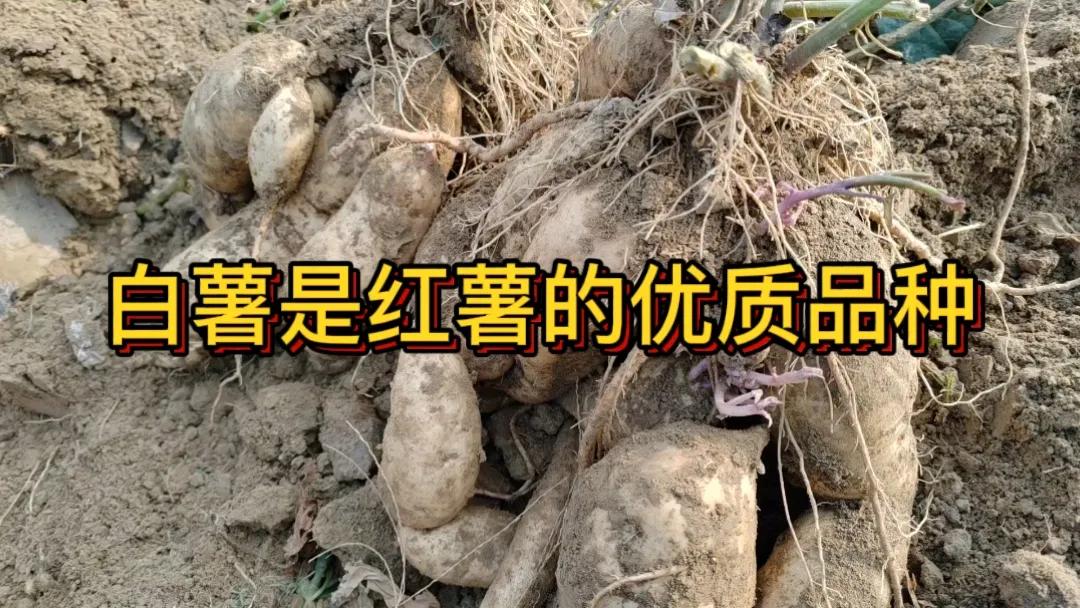 #美味红薯推荐#白薯作为红薯的优质品种，值得推荐。它的口感软糯香甜，无论是烤、蒸