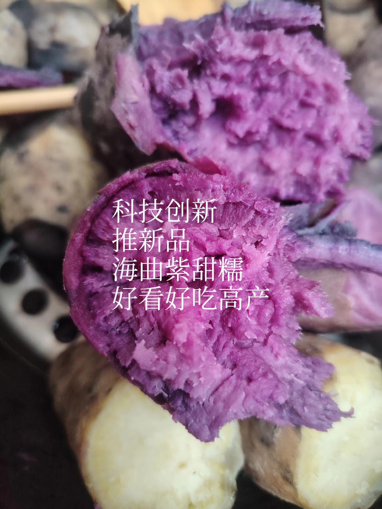 一一兔哥
紫薯新品种，海曲紫甜糯。
日照市东港区三庄镇