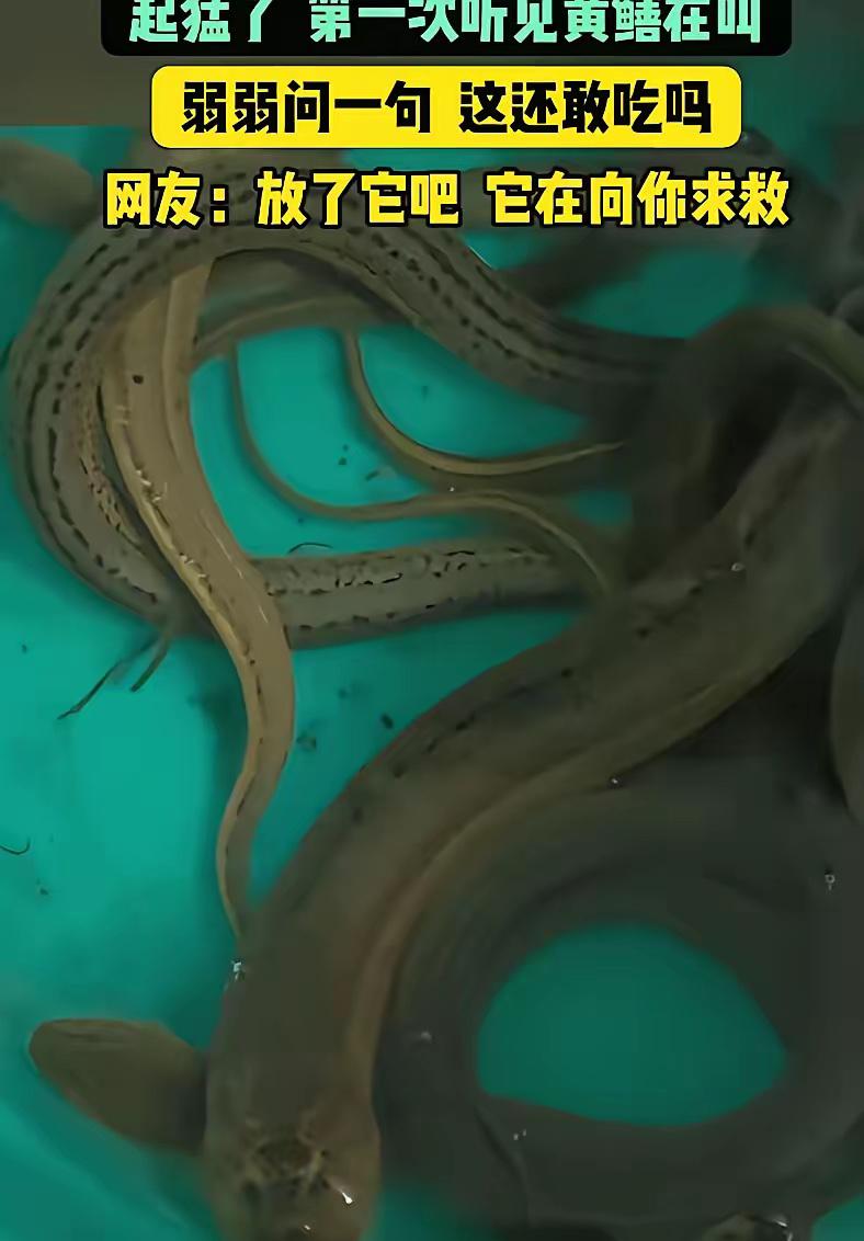 江苏，男子抓了些黄鳝回去吃，结果，他拿刀准备动手时，突然，一条黄鳝竟然发出"嘤嘤