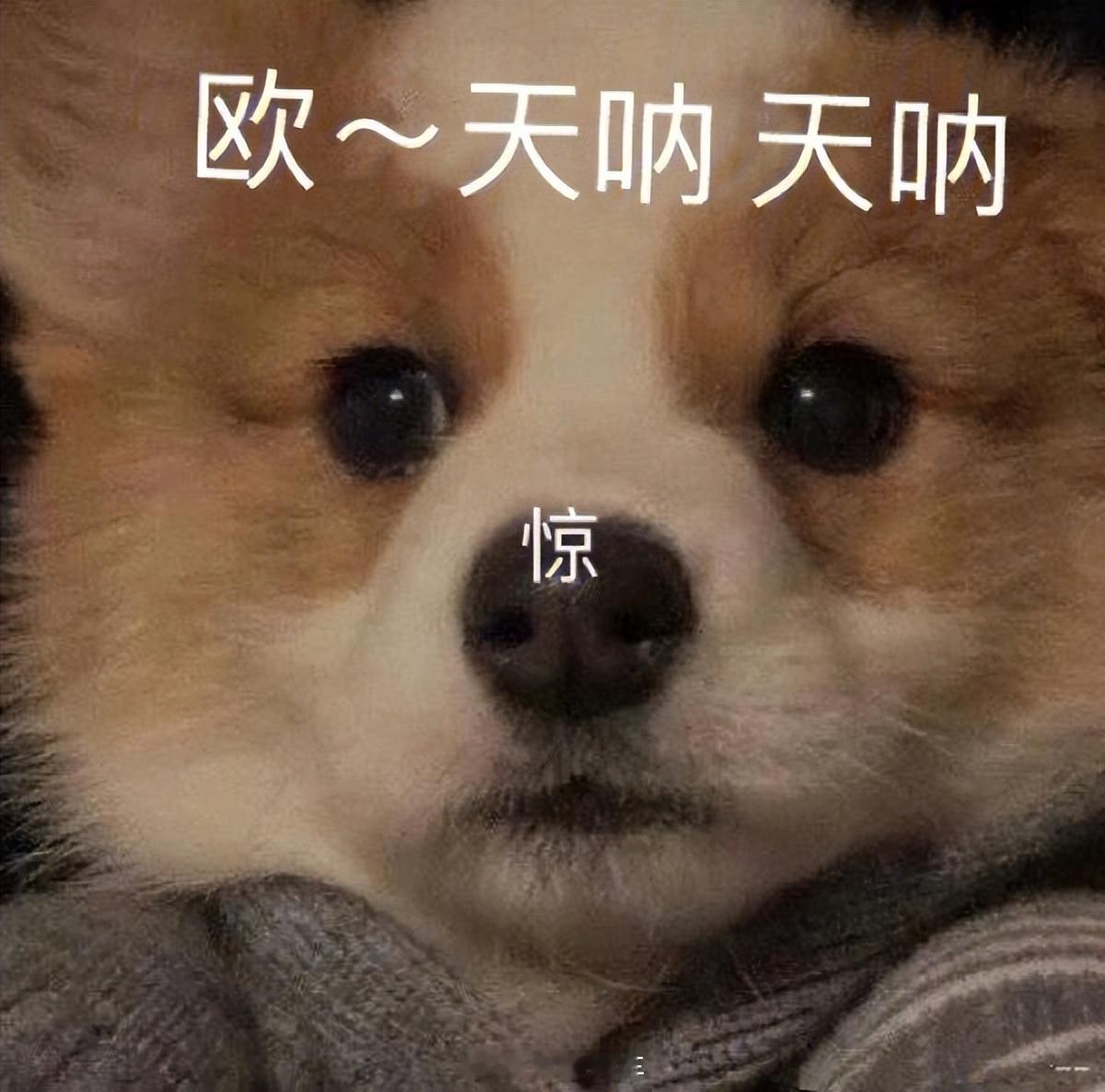 俄罗斯机器人遭推搡后飞踢顾客这个机器人好高冷，也不好惹，被推一下就开启战斗模式，