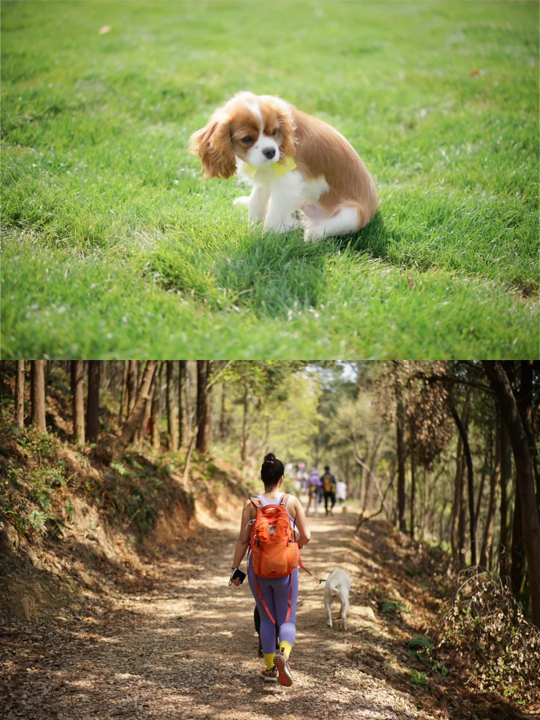 户外影像周|汪汪我呀🐶也想多看一眼世界捏！