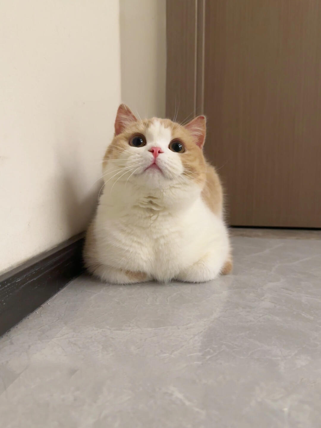 泥嚎，这里不让停小猫车