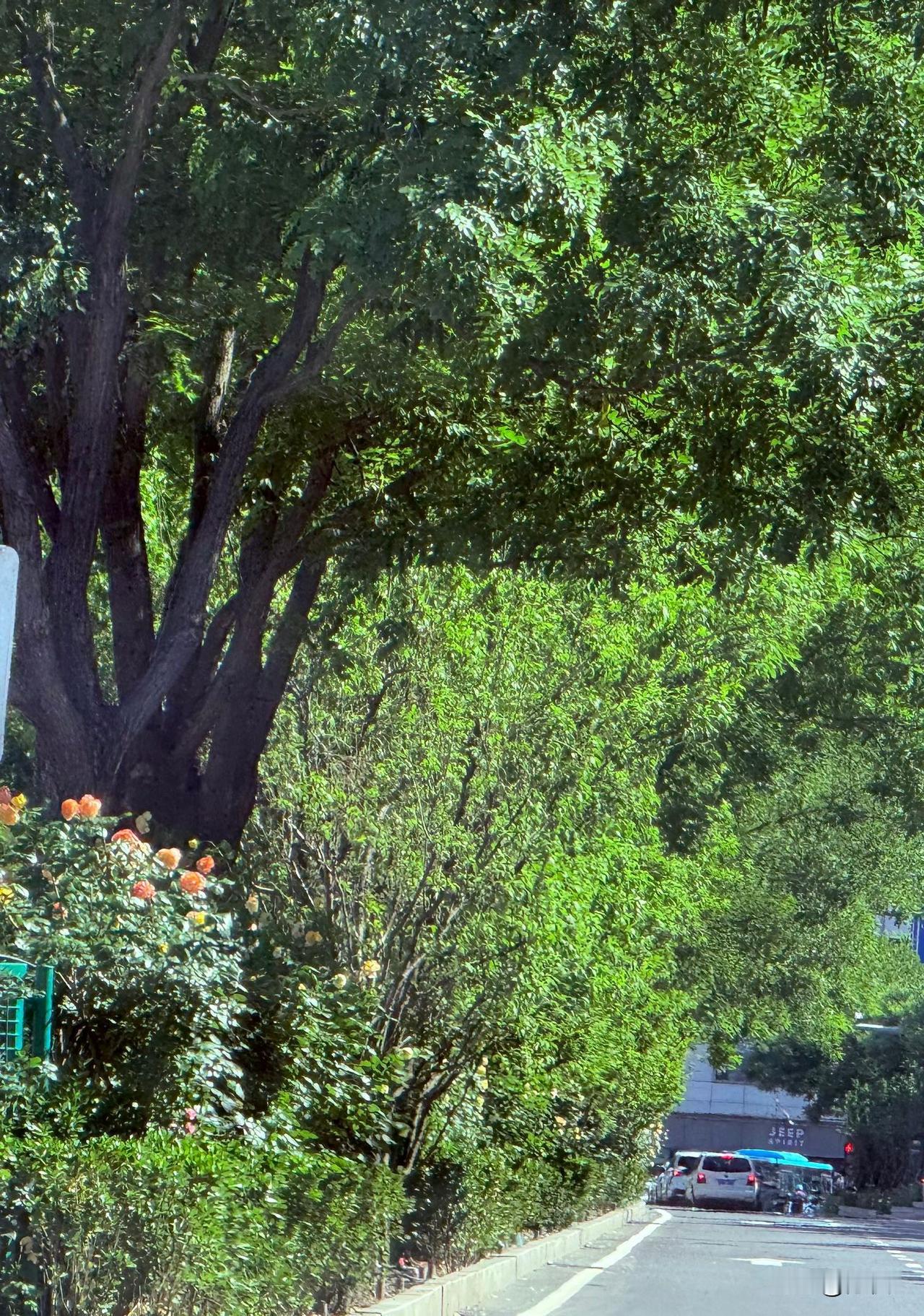 已经入夏的北京，处处都是郁郁葱葱，公园城市名副其实。
