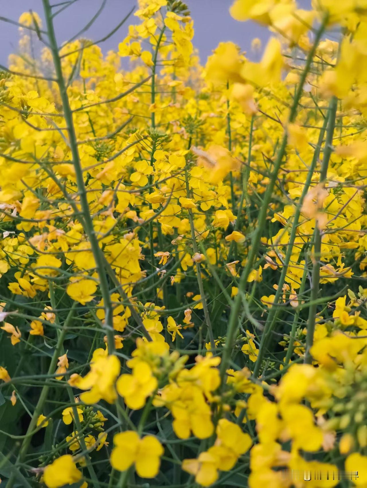 春日生活打卡季 🌼
走进这片油菜花海，仿佛掉进了金色的童话世界。
阳光洒下来，