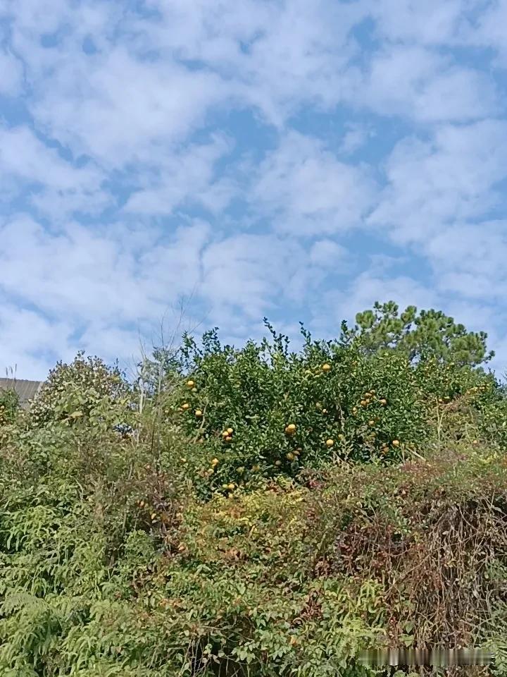 分享我这周有趣的事：橘柚成熟了，非常好吃的一款水果  赣南脐橙橘柚特产，地理标志