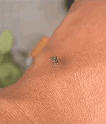 一只找错皮了的蚊子。
