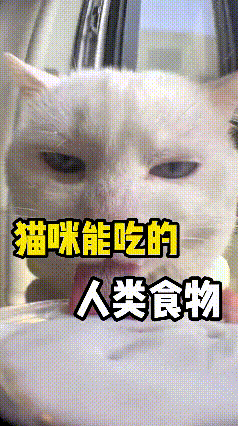 哎呀妈呀老铁们，以后咱吃东西可别忘家里小猫咪啦！
好多咱们常吃的东西，小猫都能放