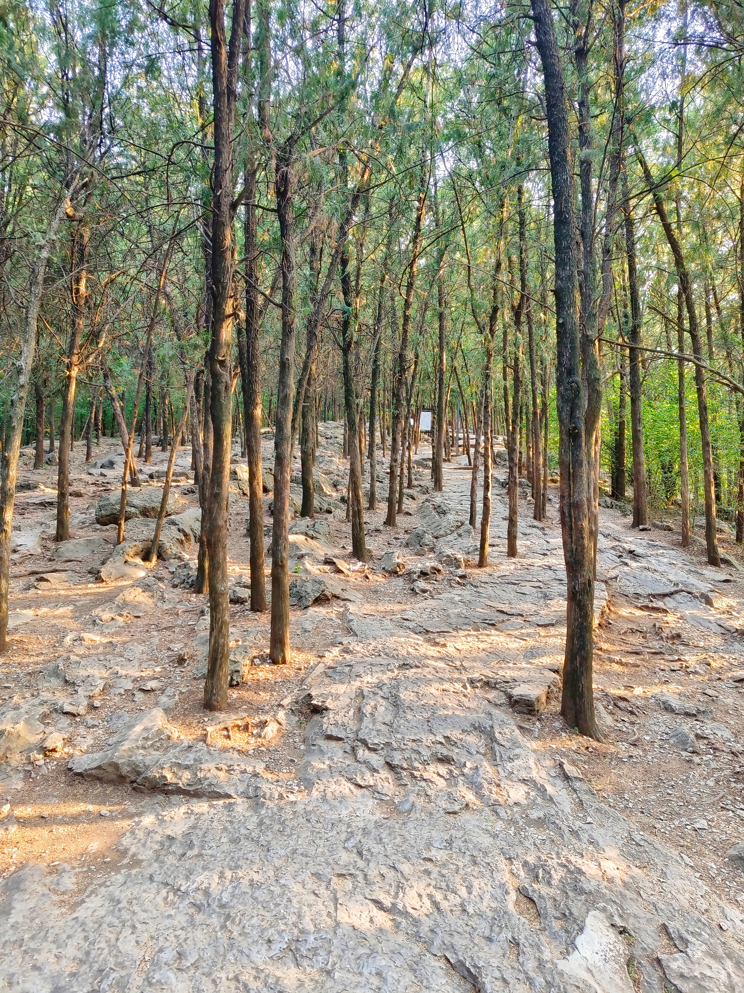 《登云龙山》北宋·苏轼 一、原文醉中走上黄茅冈，满冈乱石如群羊。冈头醉倒石作床，