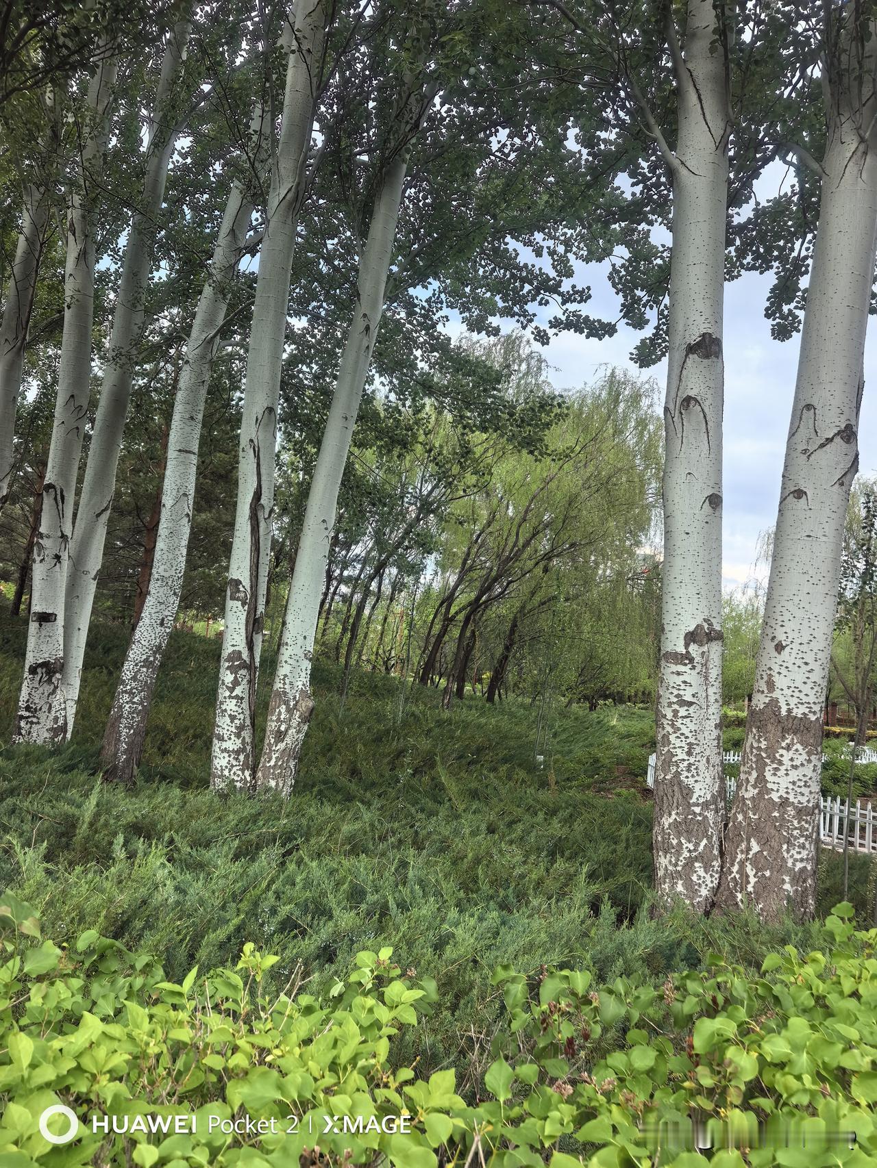 婚庆公园的白杨树皆成双成对。恰似有些夫妻，虽各自独立自强、努力向上，但其根系却相