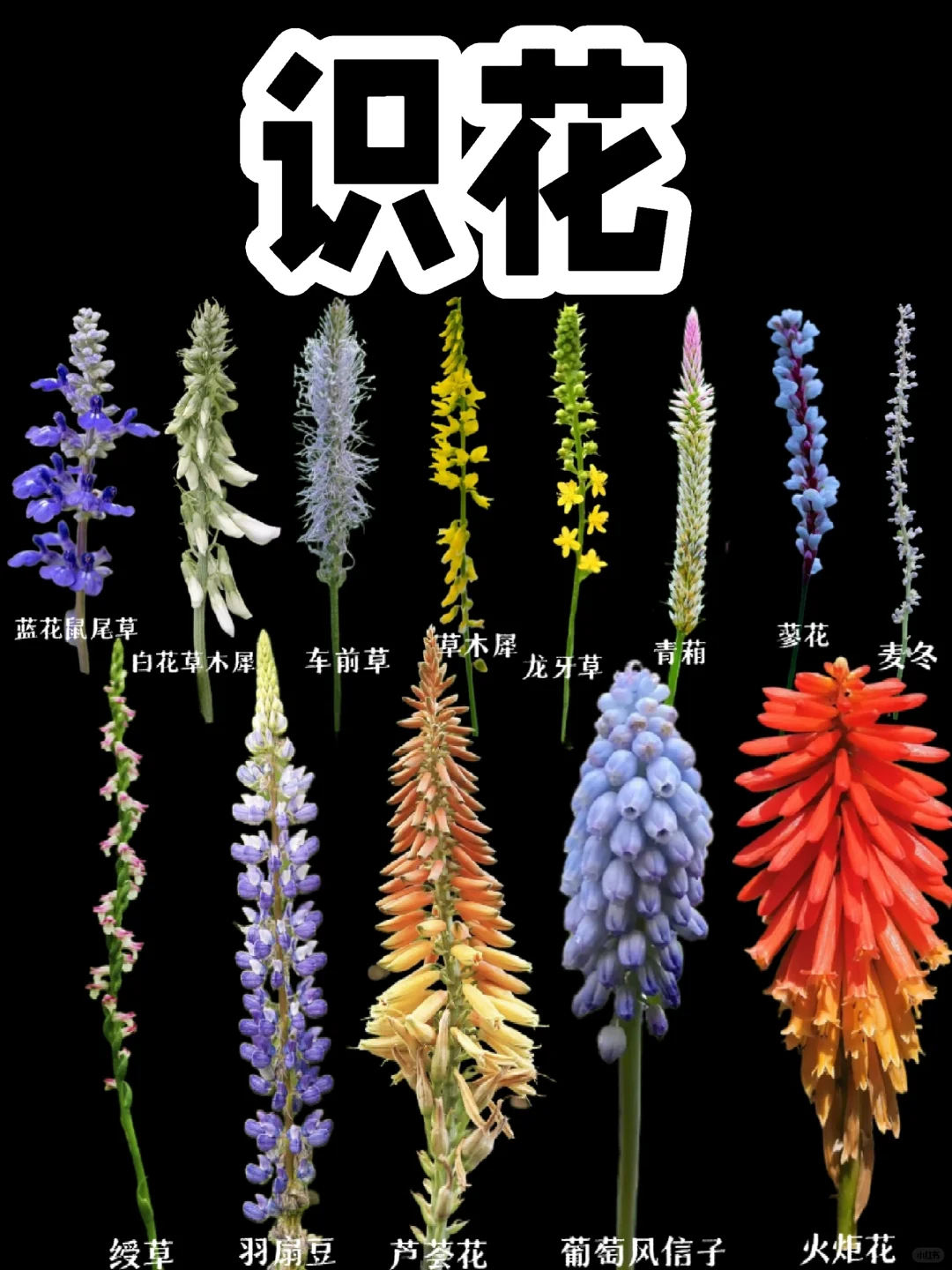 【花】五颜六色的花，亭亭玉立