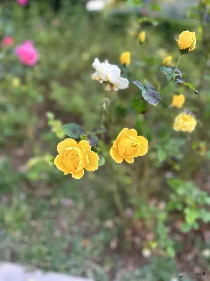 度量，不仅是作为君子的标准之一，更是为人处世的重要基石，有大度量者，方能有大格局