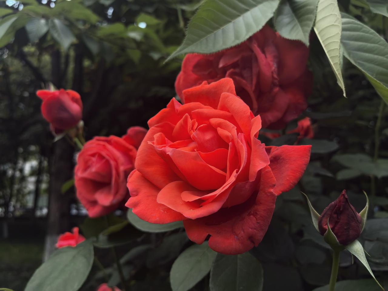 红月季花