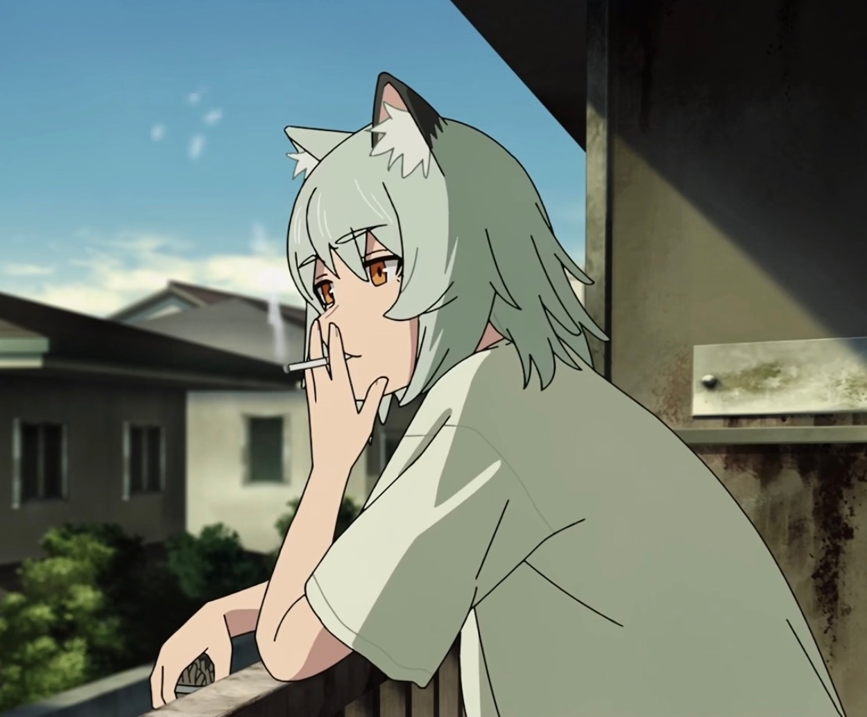 开始看猫 