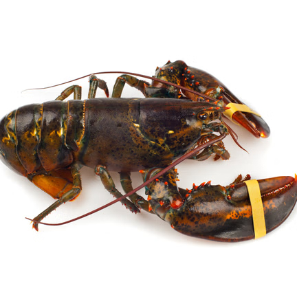 进入四月以来，你还听到有人在养龙虾（OpenClaw）吗？ AI Agents