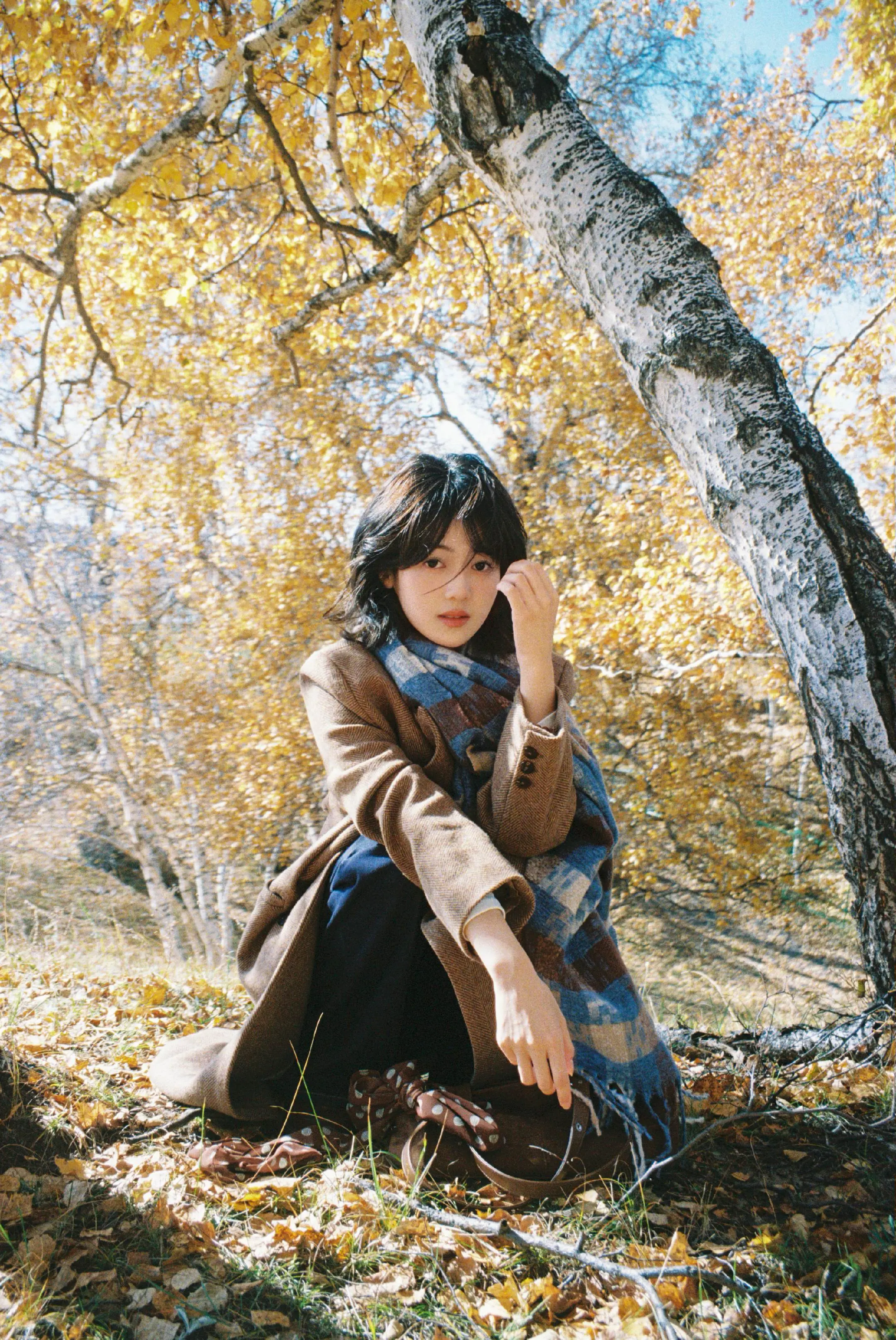 摇落一地的秋天🍂。秋天的白桦林里 金色的阳光如此耀眼