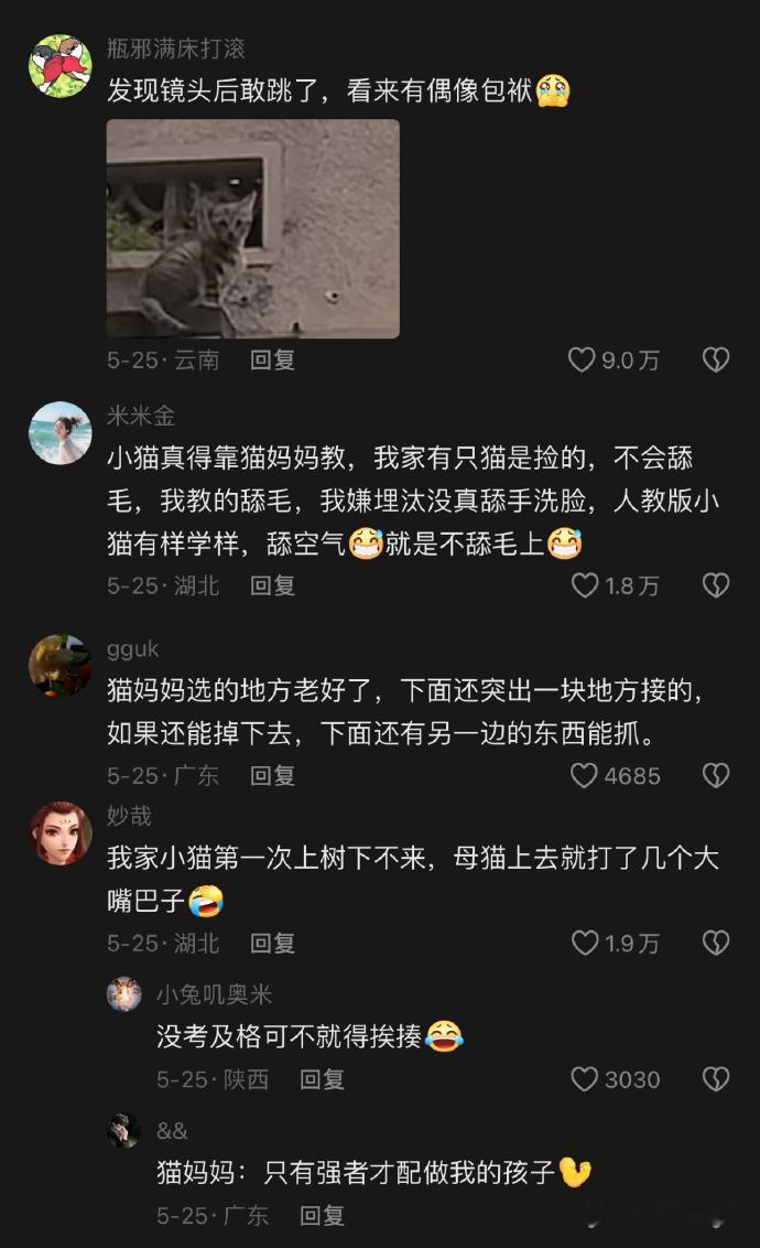 小猫也需要上猫猫技能课！ 真的就是勇敢猫猫不怕困难[期待] ​ ​​​