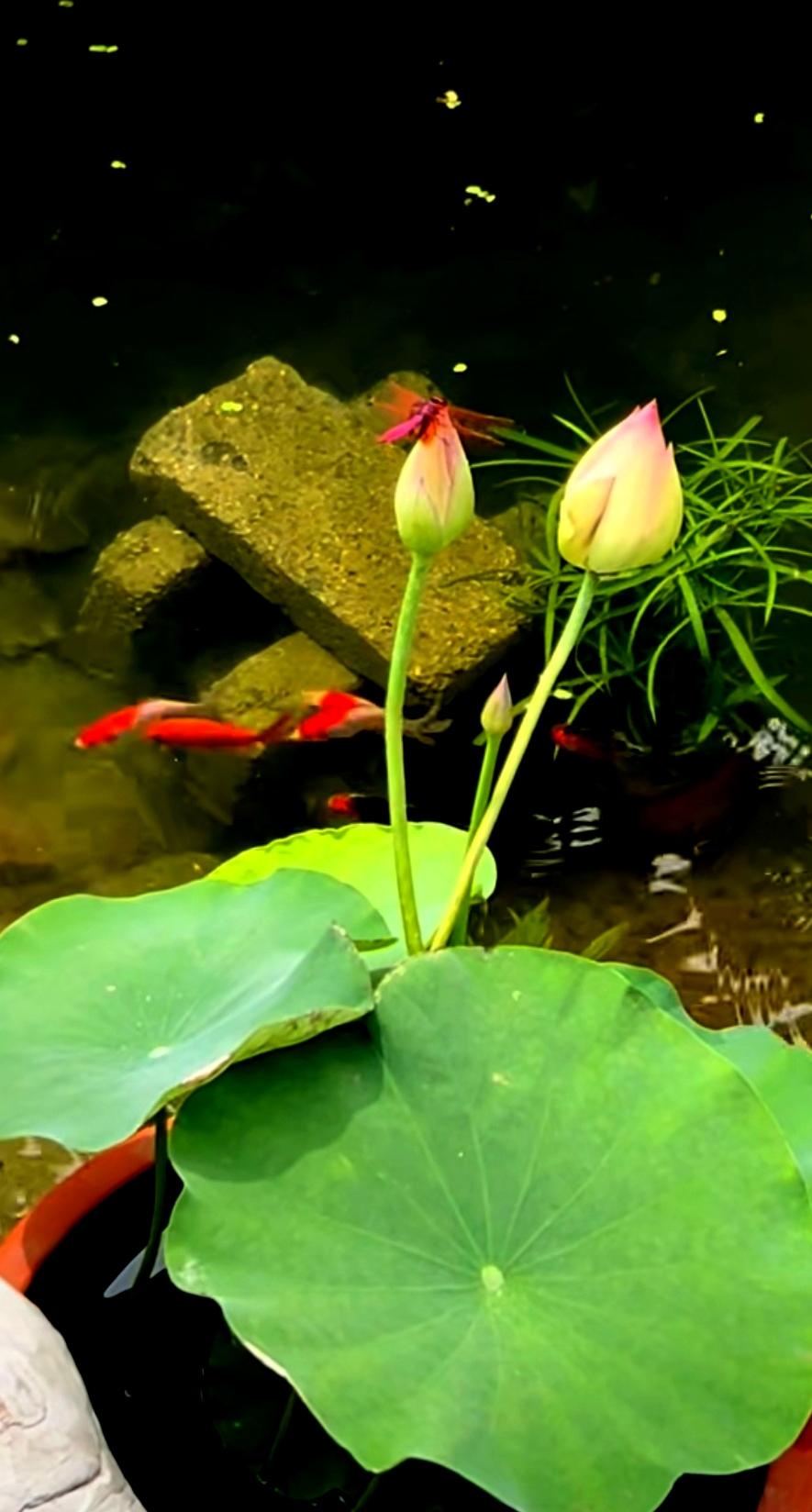 那荷花亭亭玉立，花瓣粉嫩得像少女的脸颊，有的含苞待放，像羞涩的小姑娘；有的完全盛