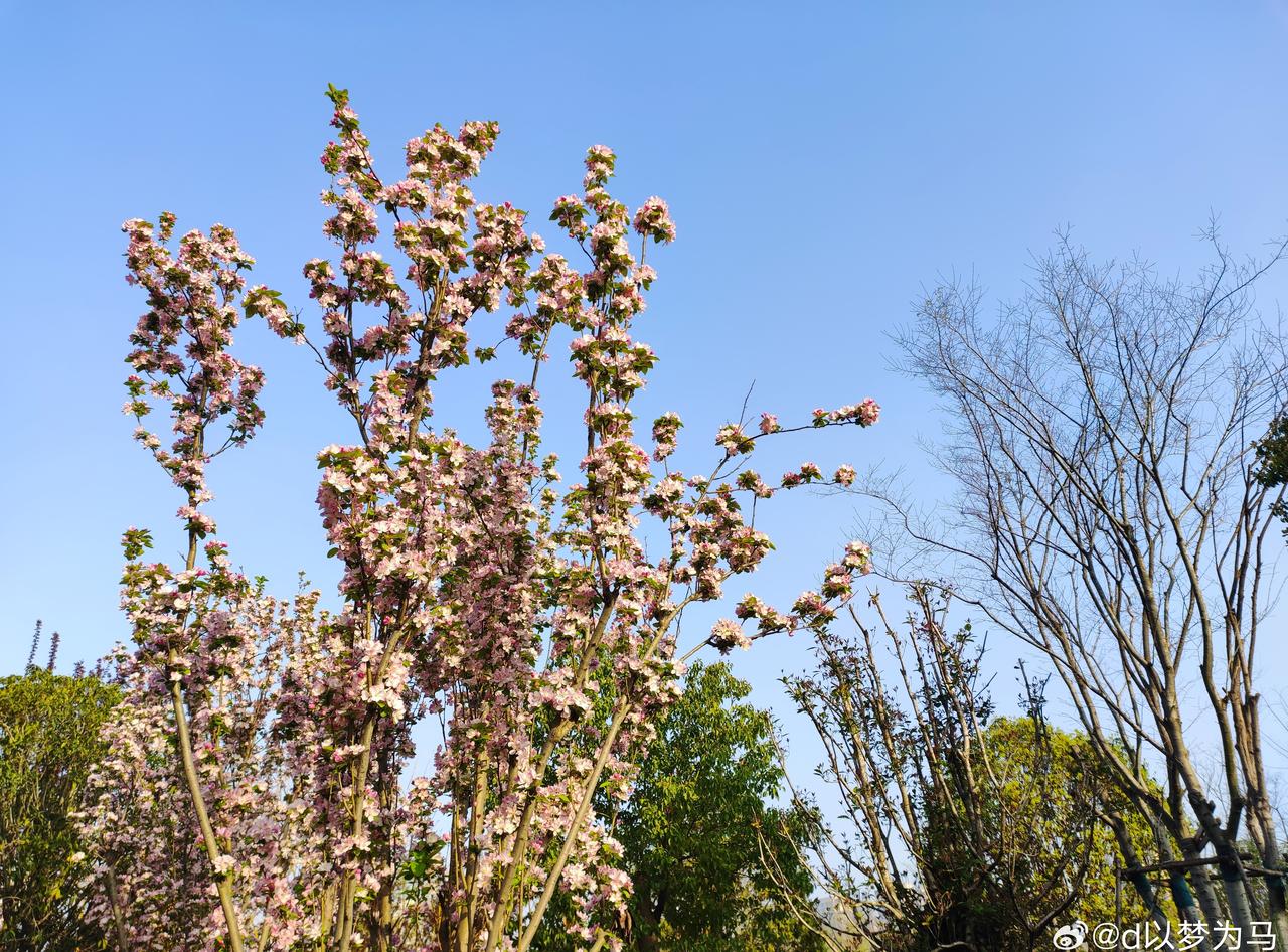 春天已来有些日子了

大河南，稍微活动一下就会热，春天的外套，里面一件内搭中午O