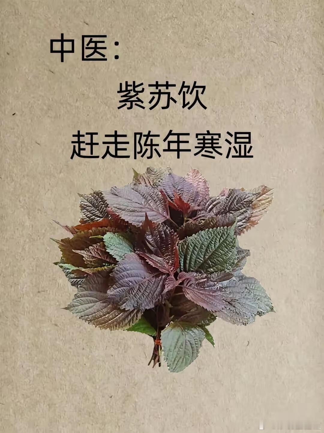 紫苏饮[给力][给力][给力][浪][浪][浪][good][good][goo