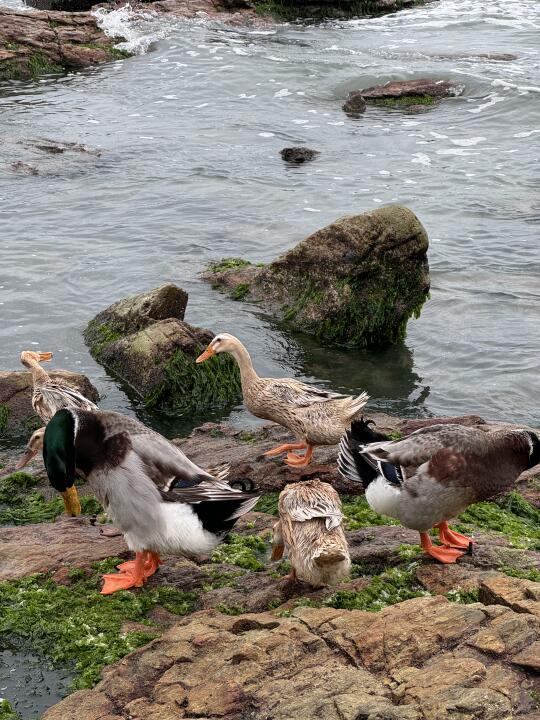 风雨无阻看鸭鸭🐤🐤