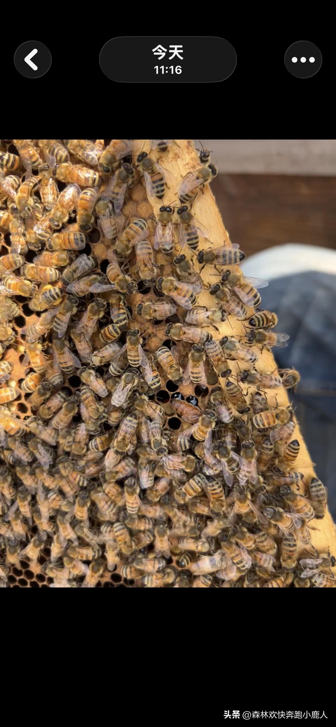 转场到登封，给大家找咱家蜂群的蜂王！

家人们，刚从湖南转场到河南郑州登封没几天