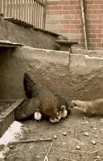 真没想到！黄鼠狼偷鸡反被拿捏，大鹅才是鸡窝真正守护神！
 
        黄鼠