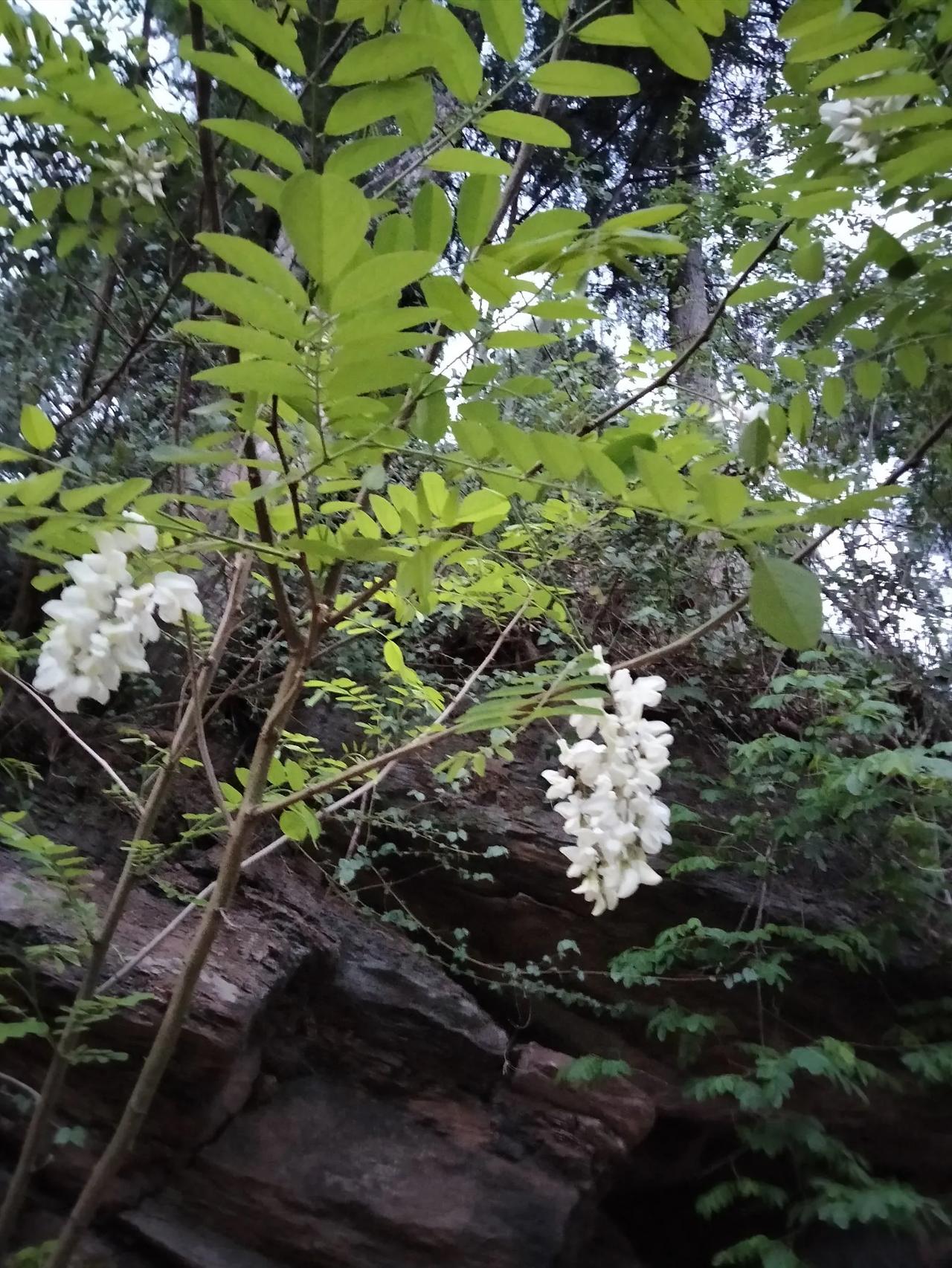 洋槐，又叫刺槐
又到了可以吃洋槐花的季节
洋槐花可以直接吃，也可以煎蛋吃，还可以