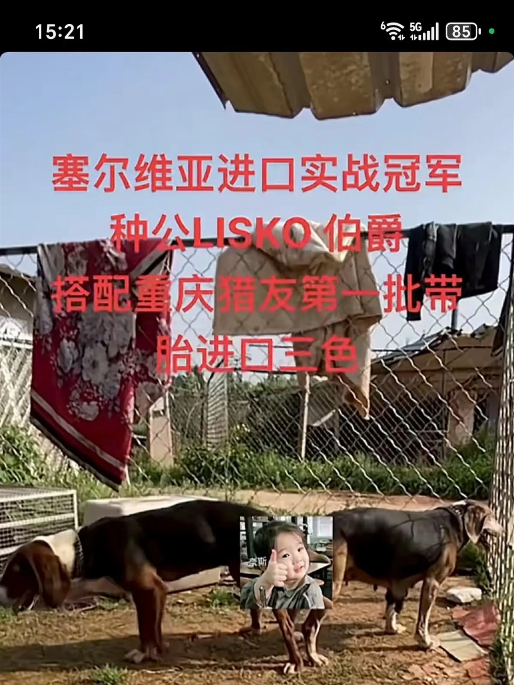 致：猎友 大家好我是简阳“天元犬舍”你们大家都知道了吧，前段时间有一个...
