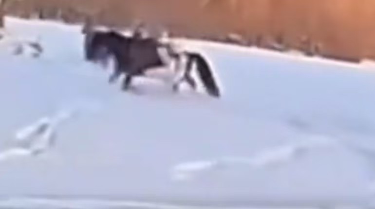 #官方辟谣贺娇龙坠马原视频#【官方辟谣“贺娇龙坠马原视频曝光”！称内容不实，将介